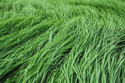 Illustration lodge - Image 1