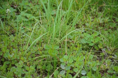 Illustration goosegrasses - Image 1
