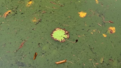 Illustration stagnant - Image 1