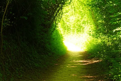 Illustration cleared - Image 1