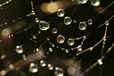 Illustration pearl - Image 1