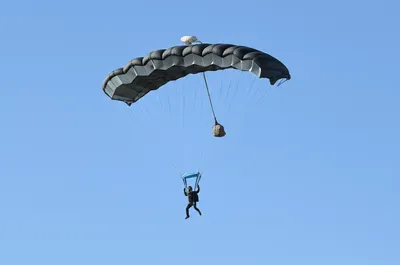 Illustration squid - Image 1