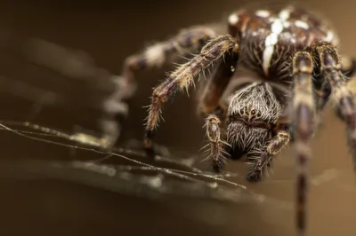 Illustration spinnerets