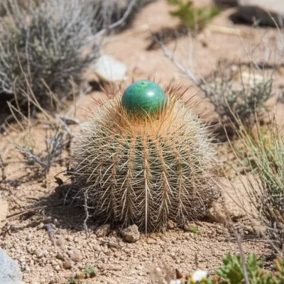 Illustration peyote - Image 1