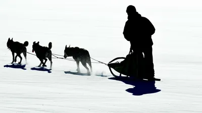 Illustration mushing - Image 1