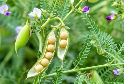 Illustration garbanzos - Image 1