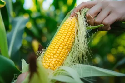 Illustration silks - Image 1