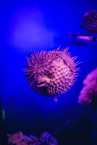 Illustration pufferfish - Image 2