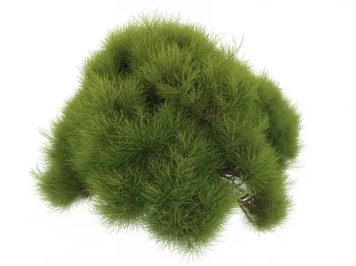 Illustration dense - Image 1