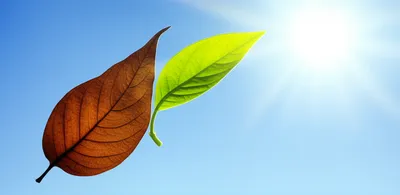 Illustration rejuvenated - Image 1