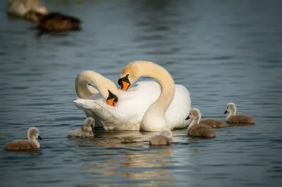 Illustration wife - Image 1