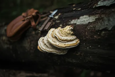 Illustration agaric - Image 1