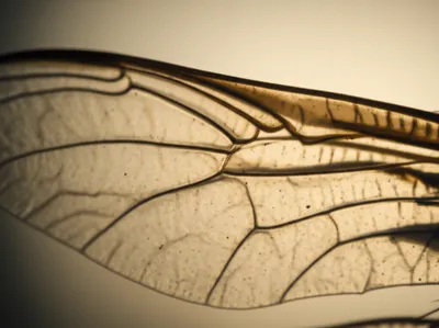 Illustration vein - Image 1