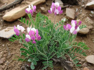 Illustration astragal - Image 1