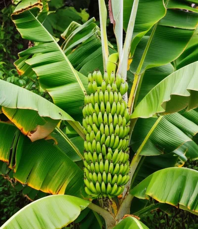 Illustration banana - Image 1