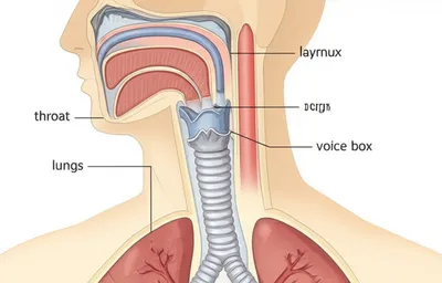 Illustration trachea - Image 1
