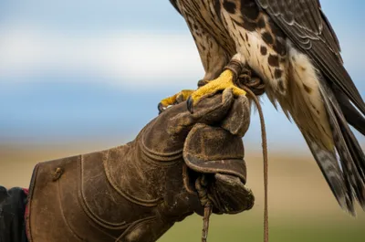 Illustration jess - Image 1