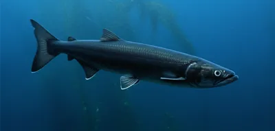 Illustration sablefish