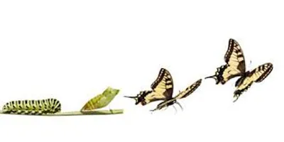 Illustration mutation - Image 3