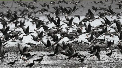 Illustration rout - Image 1