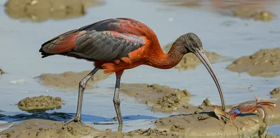 Illustration ibis - Image 1