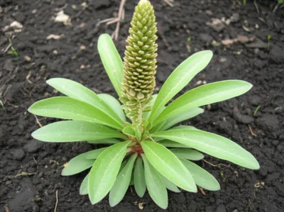 Illustration plantains