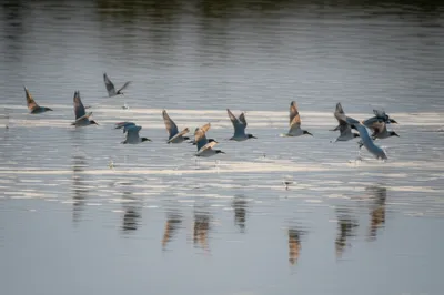 Illustration fleets - Image 1