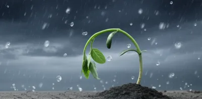 Illustration subjected