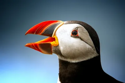 Illustration puffin - Image 2