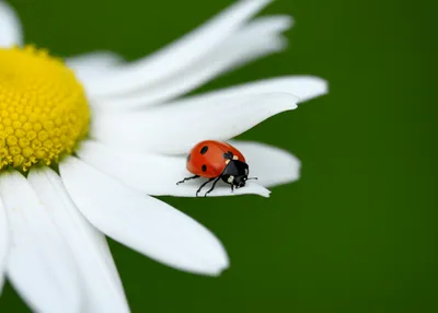 Illustration inches - Image 1