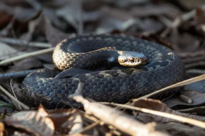 Illustration adder - Image 1