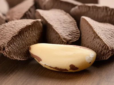 Illustration brazils - Image 1