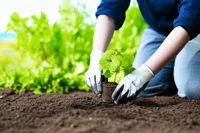 Illustration planter