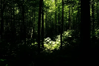 Illustration shades - Image 1