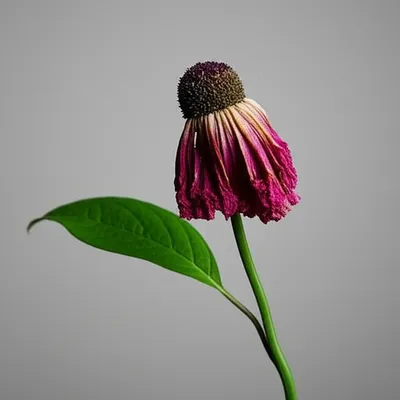 Illustration mortify - Image 1