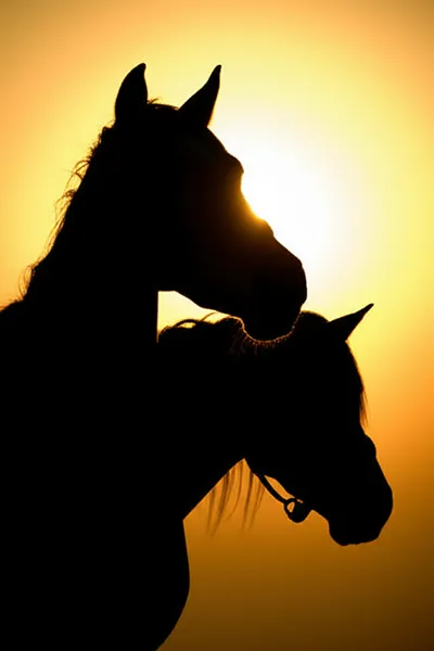 Illustration mounts - Image 1