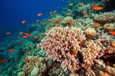 Illustration coral - Image 1