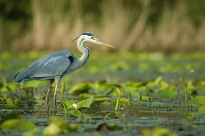 Illustration herons - Image 1