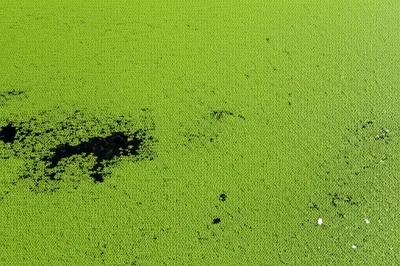 Illustration weed - Image 1