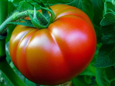 Illustration ripening - Image 1