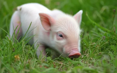 Illustration nuzzles - Image 1