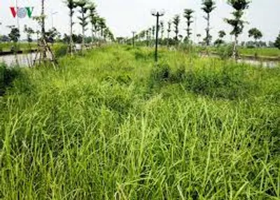 Illustration weed - Image 3