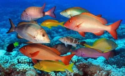 Illustration snapper - Image 1