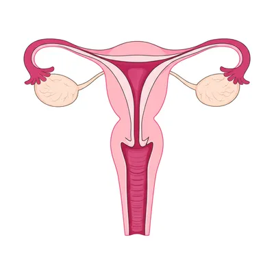 Illustration vaginal
