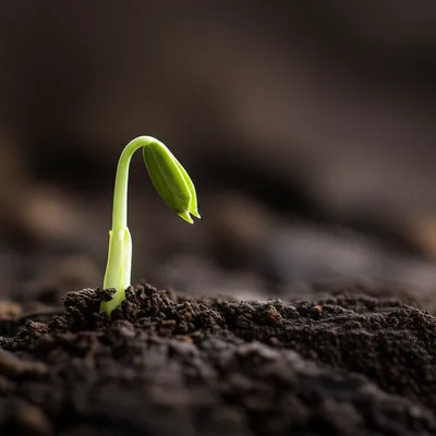 Illustration embryo - Image 1