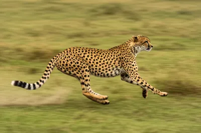 Illustration hastened