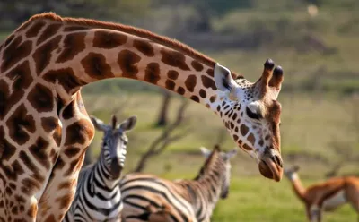 Illustration rubberneck - Image 1