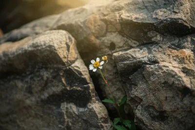 Illustration meek - Image 1