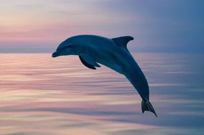 Illustration dusky - Image 1