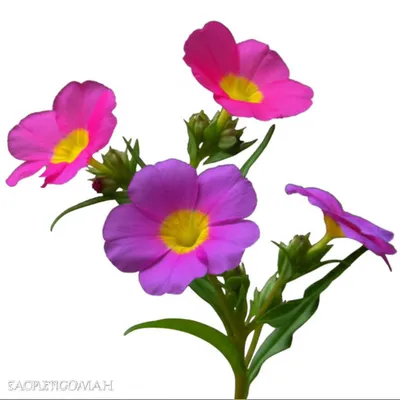 Illustration flower - Image 1